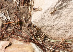 Hodotermes mossambicus