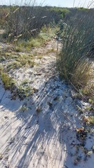 Ehrharta villosa