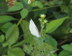 Pieris rapae crucivora