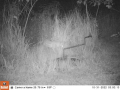 Lupulella adusta adusta