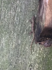 Hemidactylus platyurus