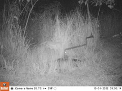 Lupulella adusta adusta