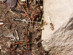 Hodotermes mossambicus