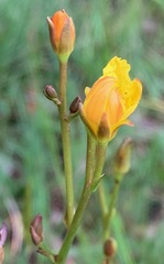 Ornduffia reniformis