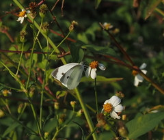 Pieris rapae crucivora