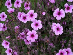 Geranium maderense