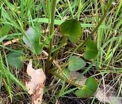 Ornduffia reniformis