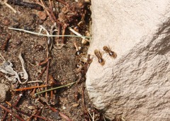 Hodotermes mossambicus