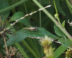 Trigonidium cicindeloides