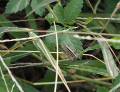 Conocephalus melaenus