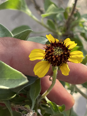 Encelia palmeri
