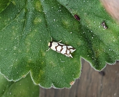 Scaptesyle dichotoma