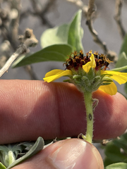 Encelia palmeri