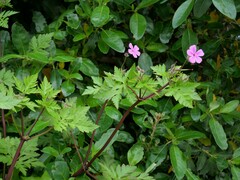 Geranium yeoi