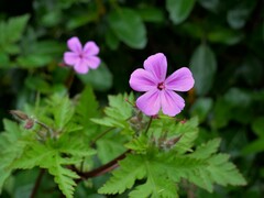 Geranium yeoi