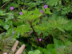 Geranium yeoi