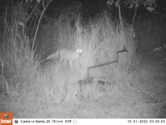 Lupulella adusta adusta