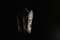 Yponomeuta pustulellus