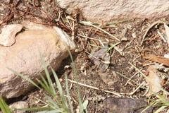 Hodotermes mossambicus