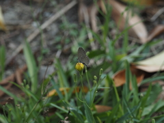 Pseudozizeeria maha okinawana