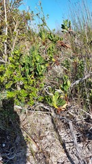 Limonium peregrinum