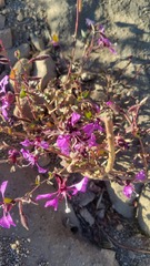 Clarkia unguiculata