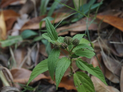 Corchorus capsularis