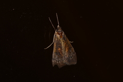 Uresiphita ornithopteralis