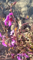 Clarkia unguiculata