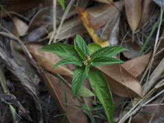 Corchorus capsularis