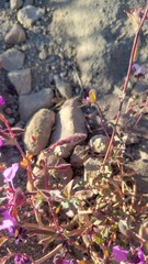 Clarkia unguiculata