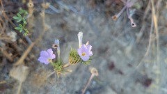 Leptosiphon grandiflorus