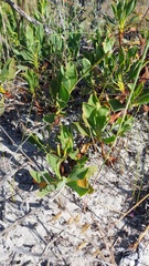 Limonium peregrinum