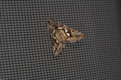 Chrysodeixis argentifera