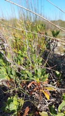 Limonium peregrinum
