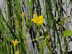 Ornduffia reniformis