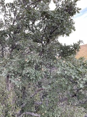 Quercus pungens