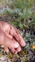 Steirodiscus tagetes