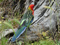 Platycercus eximius eximius