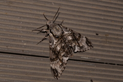 Psilogramma menephron