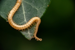 Haplophilus subterraneus