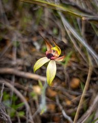 Caladenia macrostylis
