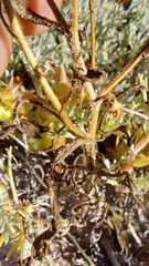 Steirodiscus tagetes