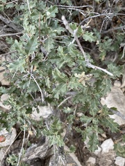 Quercus pungens