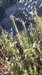 Sairocarpus multiflorus