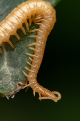 Haplophilus subterraneus