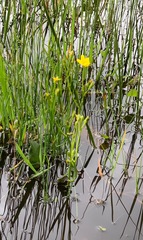 Ornduffia reniformis