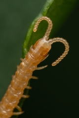 Haplophilus subterraneus