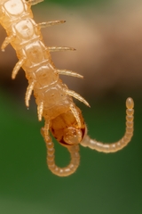 Haplophilus subterraneus