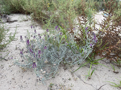 Astragalus magdalenae